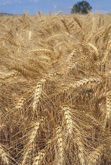 World Grain Situation and Outlook